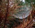 'Water Drops on a Spider's Web' by Rosalind Lutsky